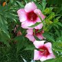Courtesy: Gaitri Tiwari from DC<br />Hibiscus ( Picture speaks beautifully about her Yard )